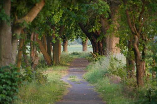 Fotograf Weimar Allee Bäume Weg