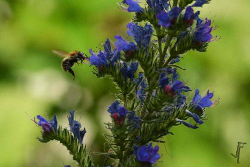 Fotograf Weimar Blüten Hummel