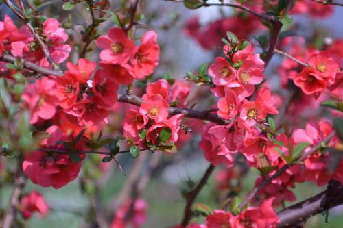 Fotograf Weimar Blüten Biene