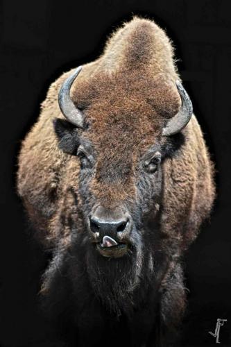 Fotograf Weimar Bison