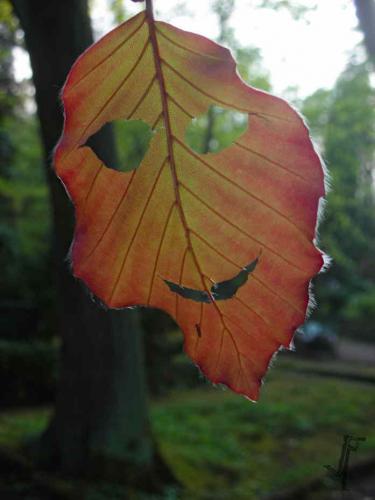Fotograf Weimar Blatt Herbst lachen