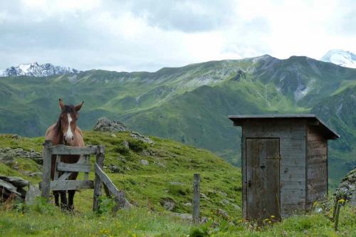 Fotograf Weimar Alpen Pferd Klohäusschen