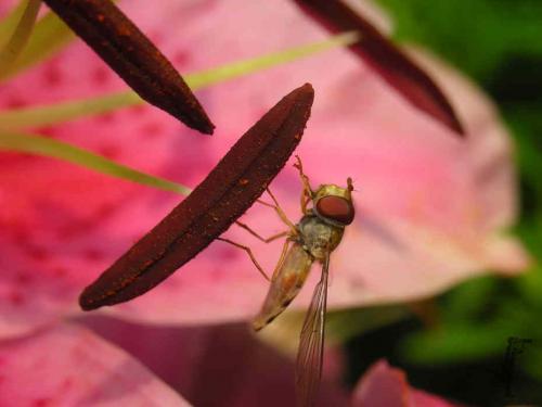 Fotograf Weimar Schwebefliege Blüte Makro