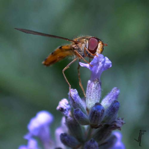 Fotograf Weimar Schwebefliege Blüte Makro