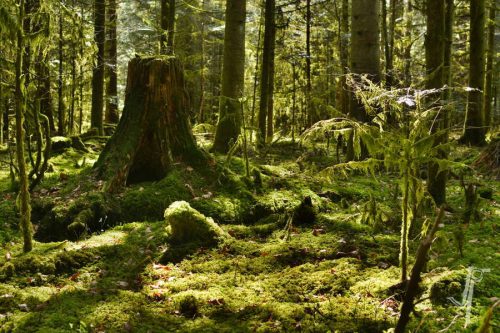 Fotograf Weimar Wald Sonne Grün